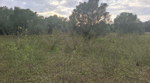 Finca con barraca para animales, immagine 3