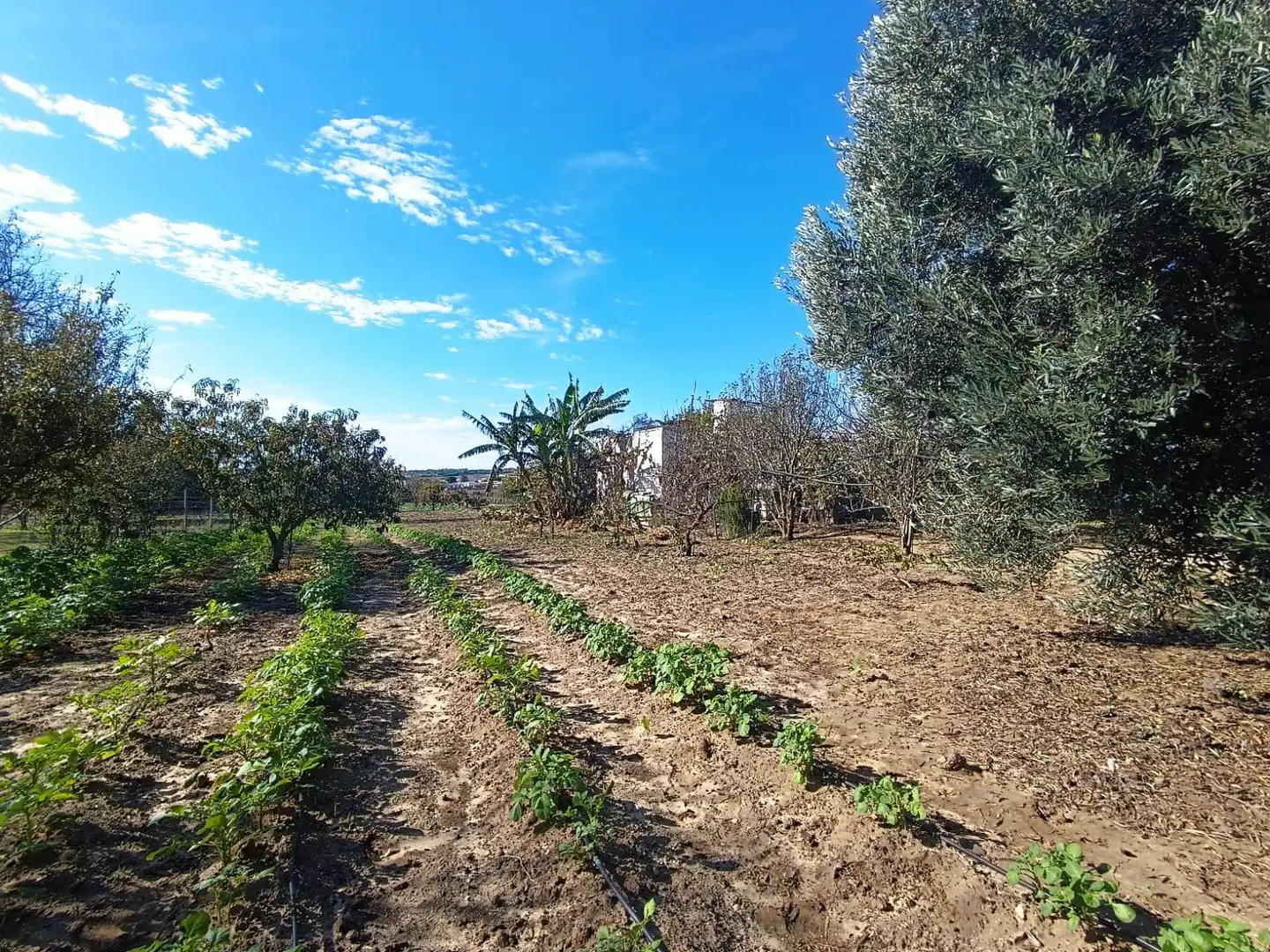 Terreni e lotti in vendita a El Juncal - Vallealto, imagen 16