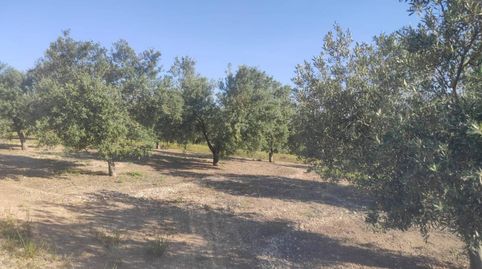 6 FANEGAS OLIVAR DE 1 PIE, immagine 3