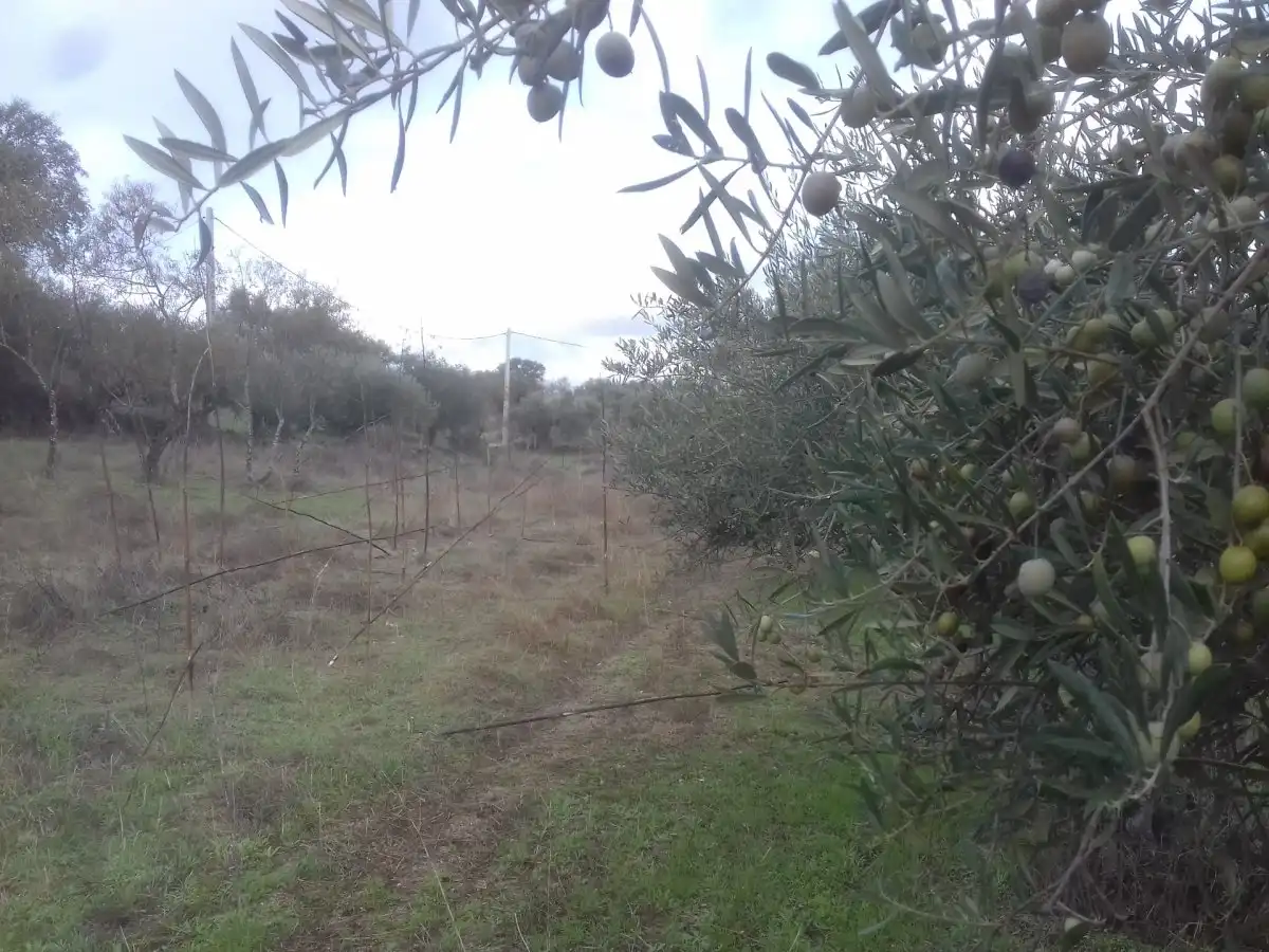 Terreni e lotti in vendita a Arroyo de la Luz, imagen 3