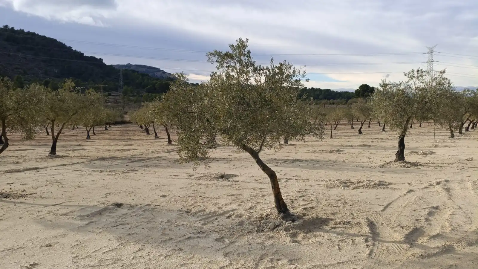 Rural land for sale in CV-799, imagen 2