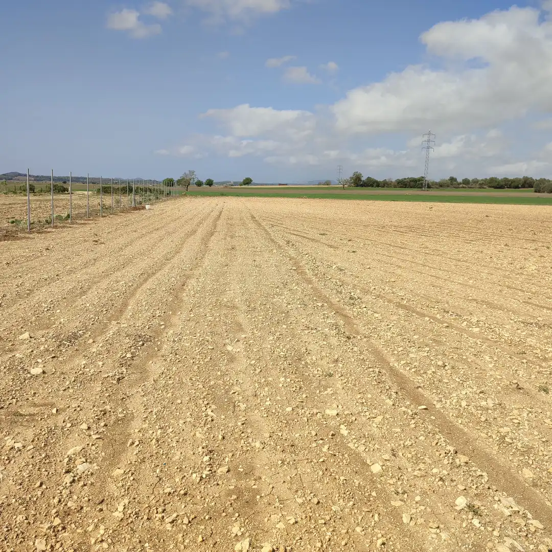 Rural land for sale in Vilafranca de Bonany, imagen 4