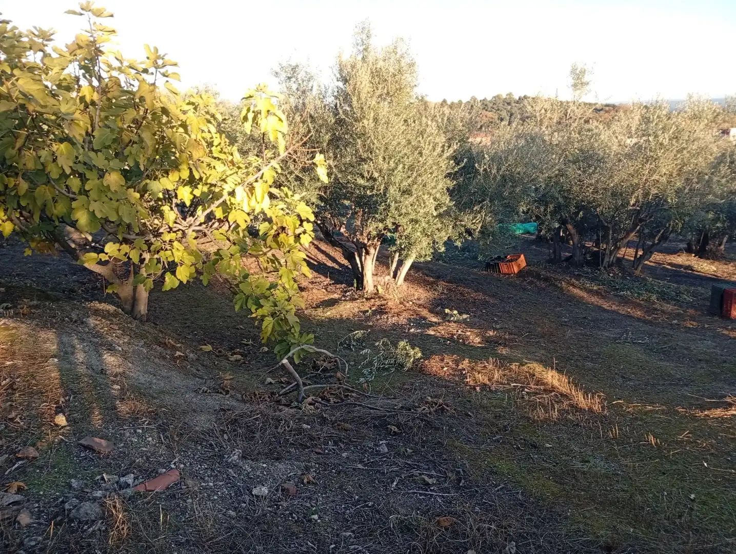 Terreni e lotti in vendita a Villanueva de la Vera, imagen 73