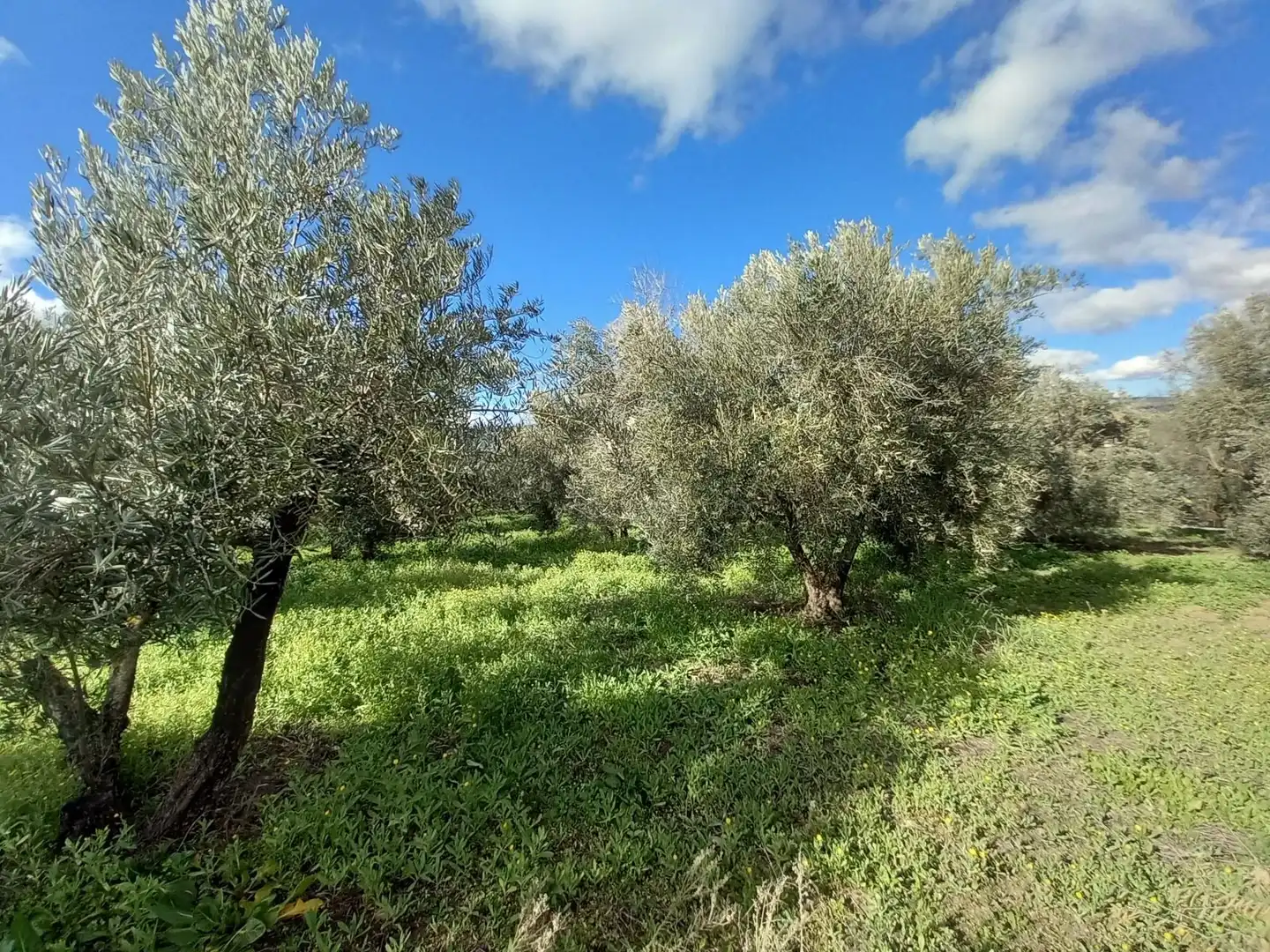 Finca rústica en venta en Arriate