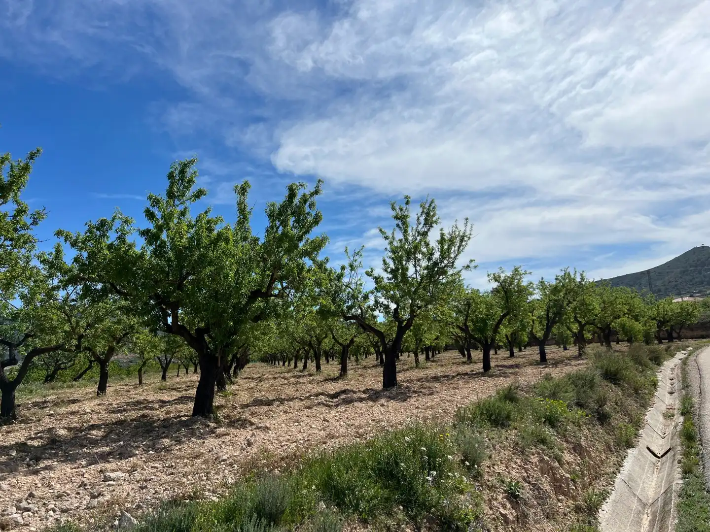 Residential land for sale in Hondón de los Frailes, imagen 3
