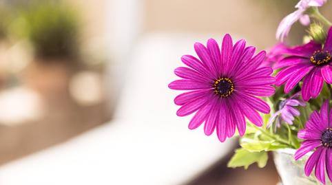 Foto 3 de Casa o chalet en venta en Estellencs, Illes Balears