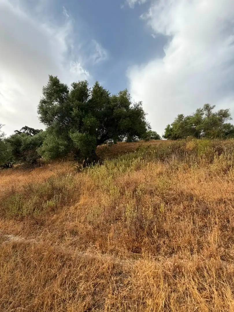 Rural land for sale in Morón de la Frontera, imagen 14