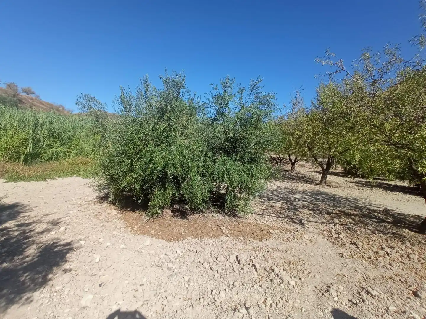 Terrains et parcelles à vendre à Pedanías Norte, imagen 15