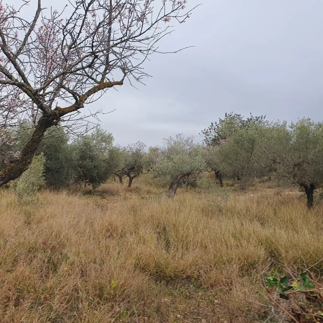 Terrain rustique à vendre à L'Aldea, imagen 12
