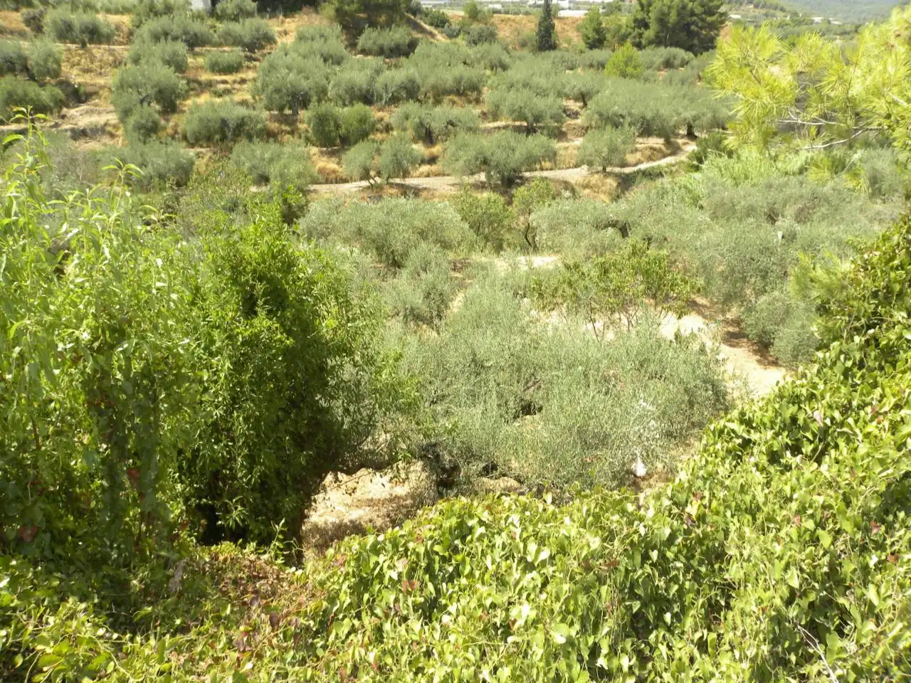 Terreno rustico in vendita a Camino Picardias, imagen 10