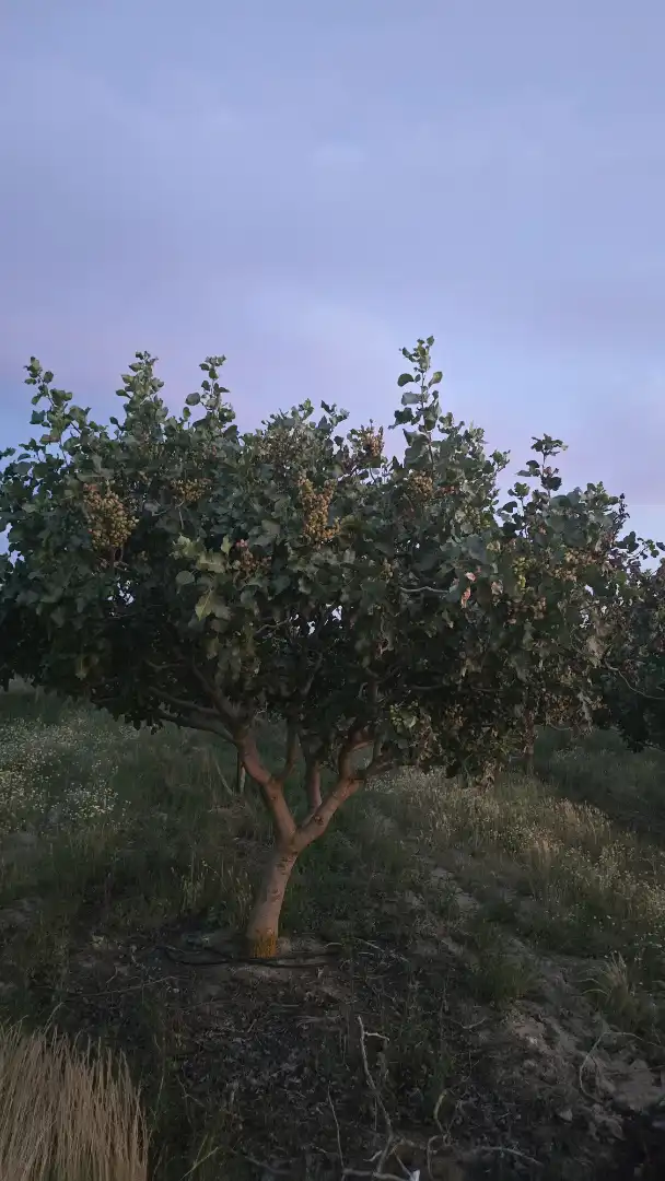 Terreno rustico in vendita a Ontígola, imagen 12