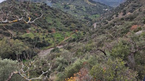 FINCA EN VENTA LA SOLANA  COLMENAR MALAGA, immagine 2