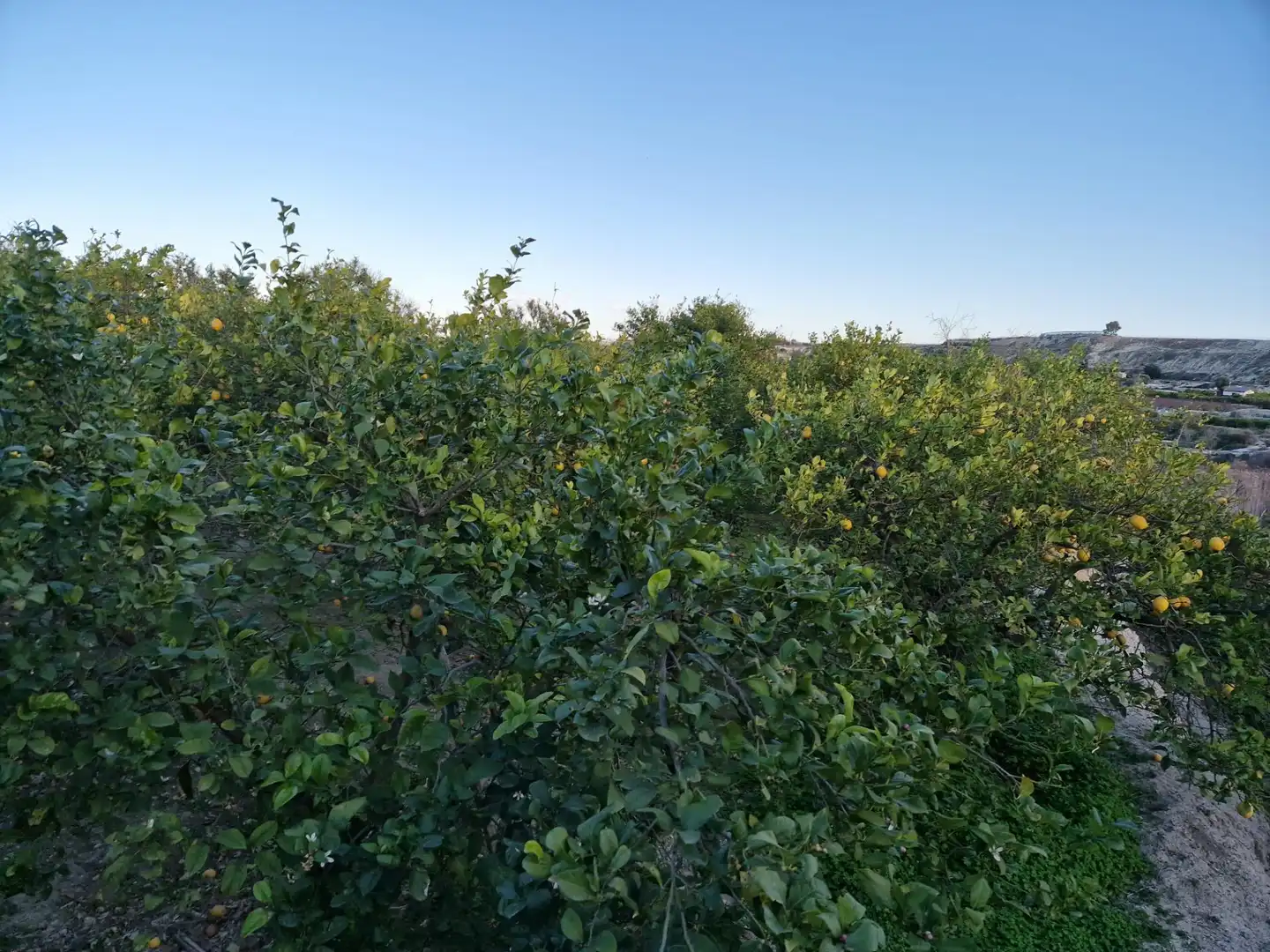 Land for sale in Villanueva del Río Segura