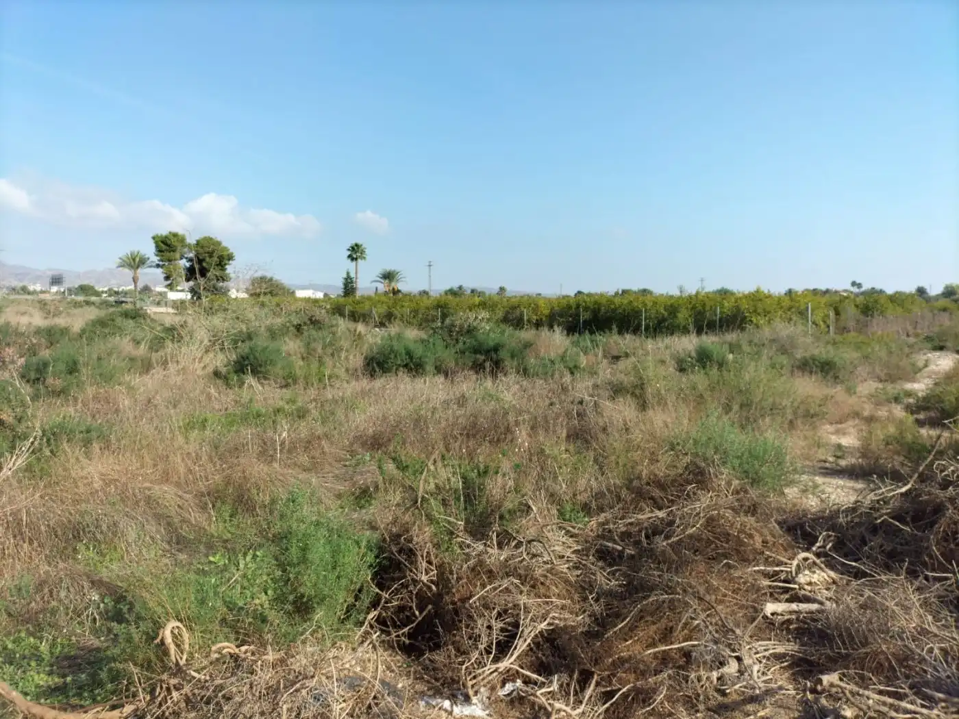 Terreno rustico in vendita a Crevillent, imagen 6
