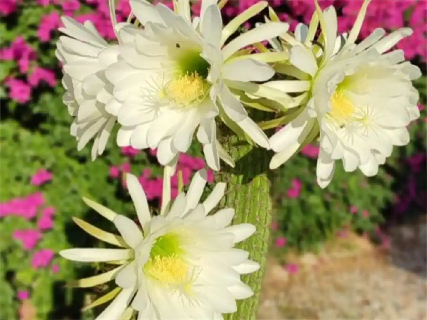 Garden of Houses for sale in Vinaròs  with Air Conditioner, Private garden and Storage room