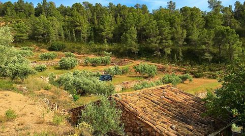 Foto 3 de Finca rústica en venta en Benifallet, Tarragona