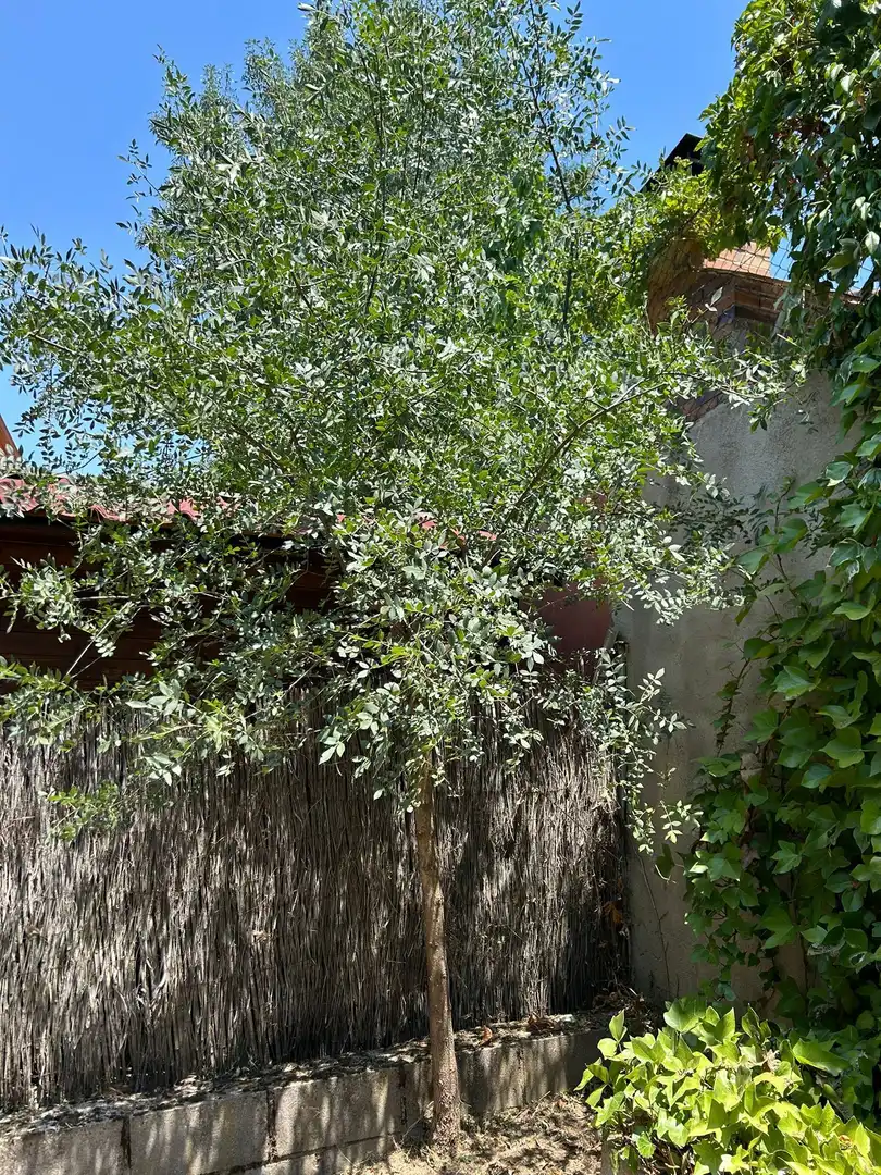 Jardín de Casa o chalet en venta en Colmenarejo con Calefacción, Jardín privado y Terraza