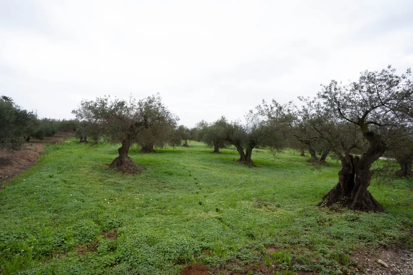 Terreni e lotti in vendita a Villafranco del Guadalhorce, imagen 2