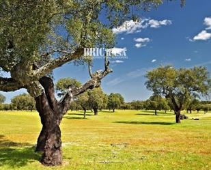 Exterior view of Land for sale in Cáceres Capital