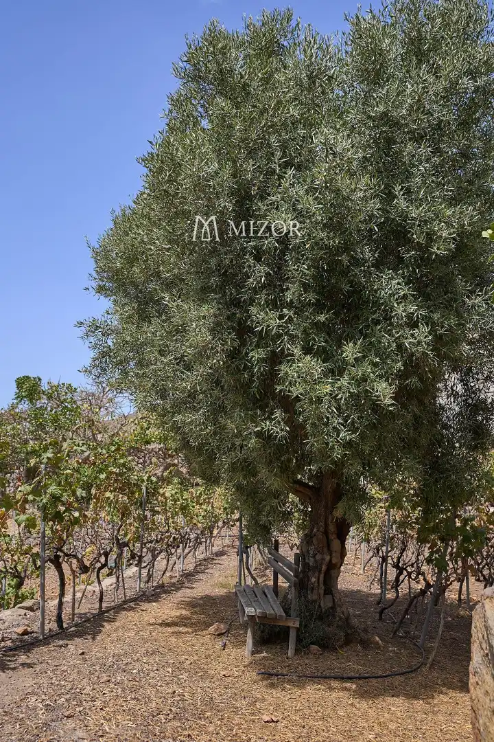 Casa en venta en subida de Vera de Erques, imagen 45