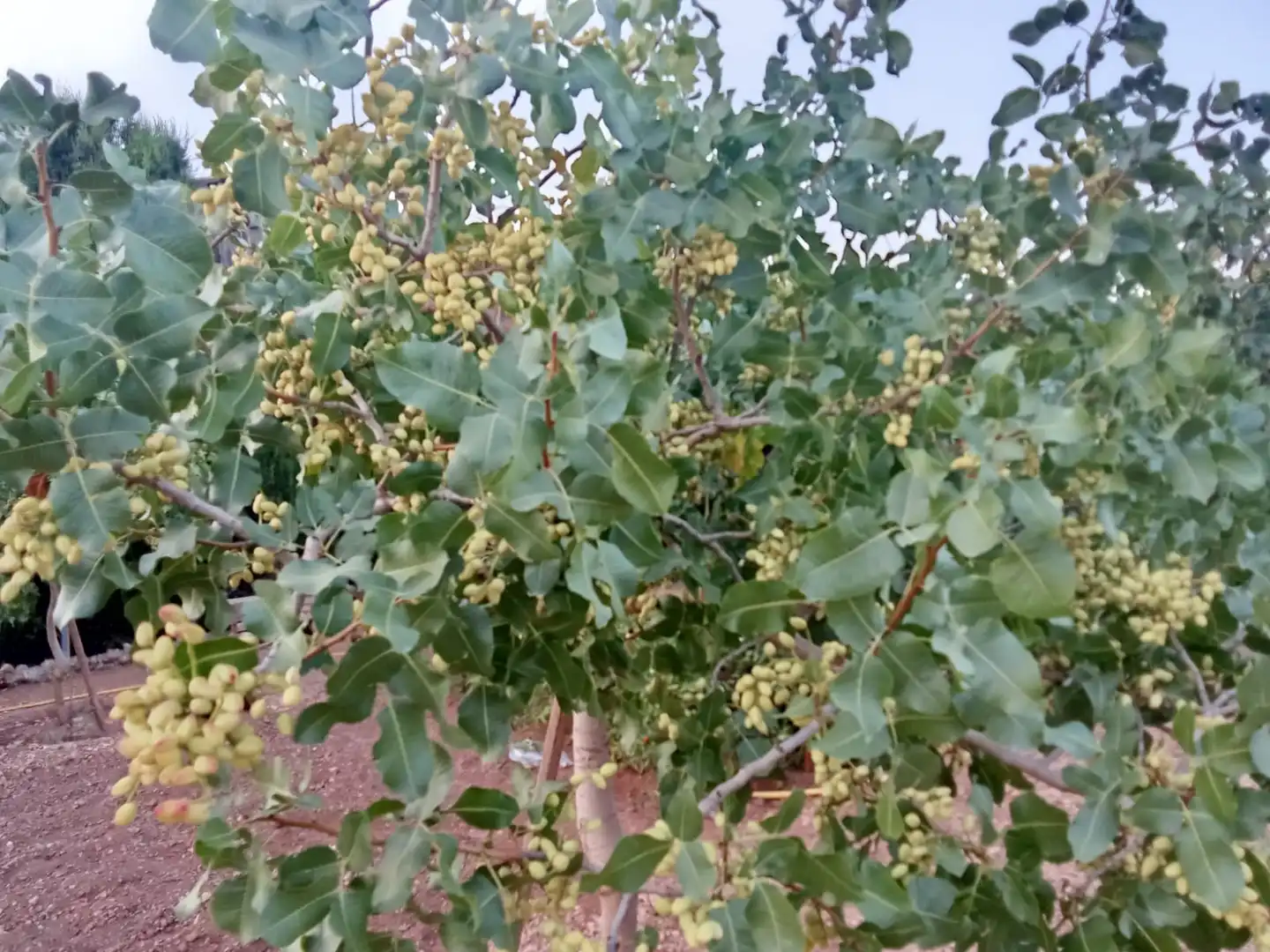 Jardí de Casa o xalet en venda en Ciudad Real amb Calefacció, Jardí privat i Traster