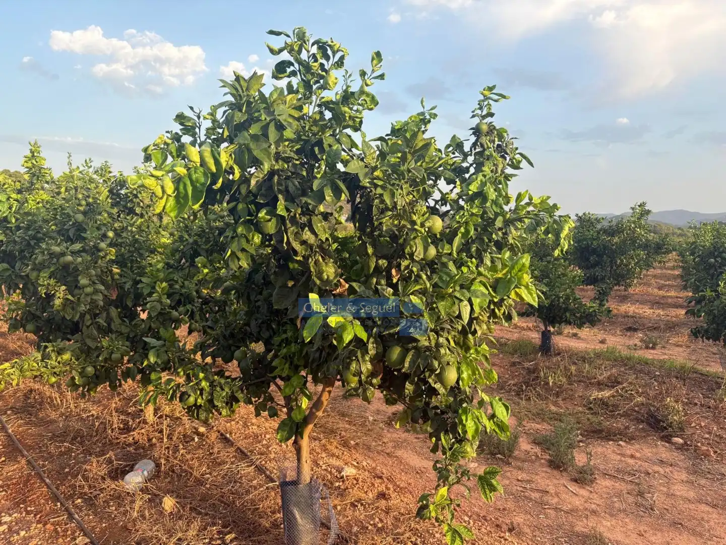 Terrenos y solares en venta en Algímia de Alfara, imagen 7