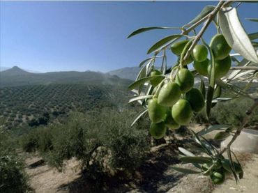 Terreno residenziale in vendita a Jauja