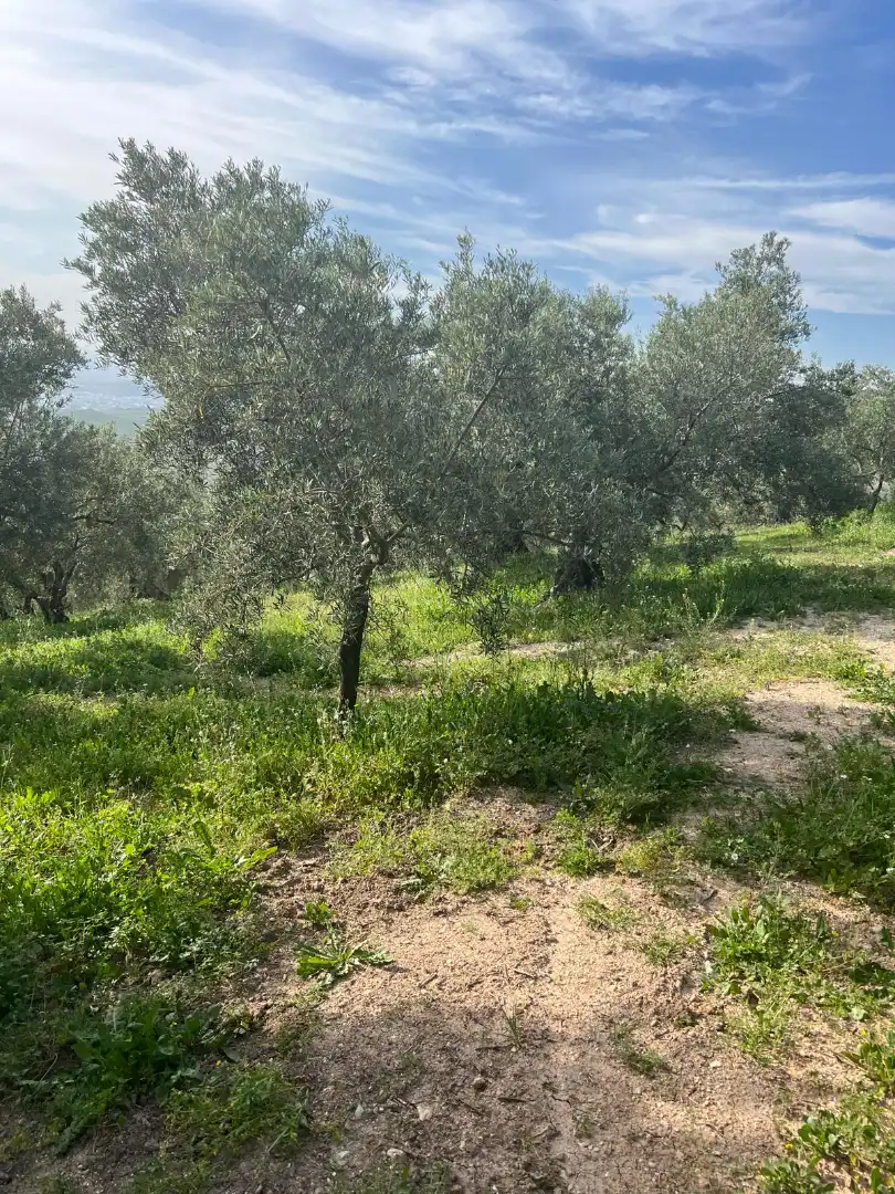 Terreno rustico in vendita a Cabra, imagen 14