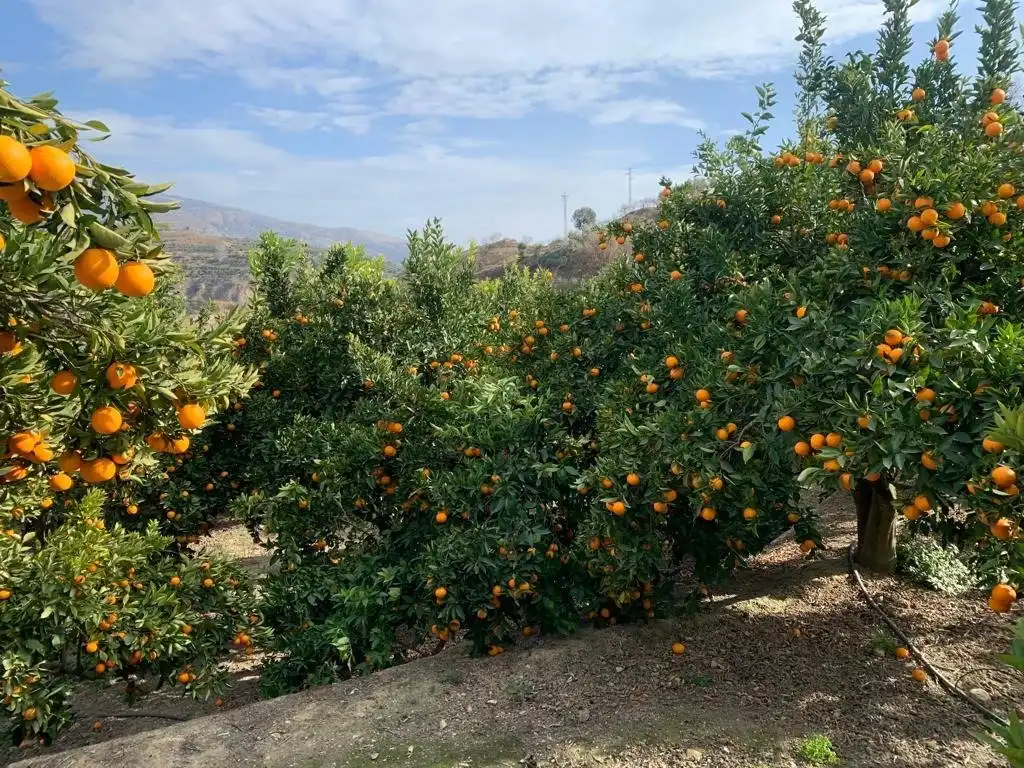 Finca rústica en venta en Lecrín