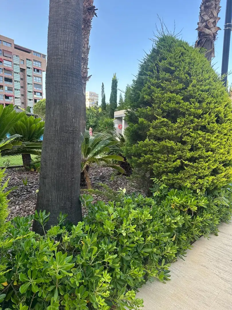 Jardín de Piso de alquiler en Alicante / Alacant con Aire acondicionado y Piscina comunitaria