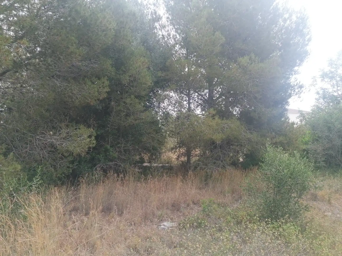 Wohnbaugrundstück zum Verkauf in Carrer Felip Pedrell 3, imagen 10