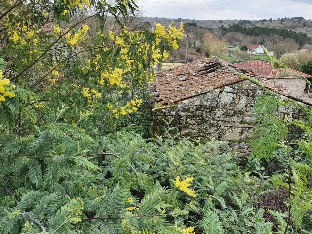 Jardín de Casa o chalet en venta en Amoeiro