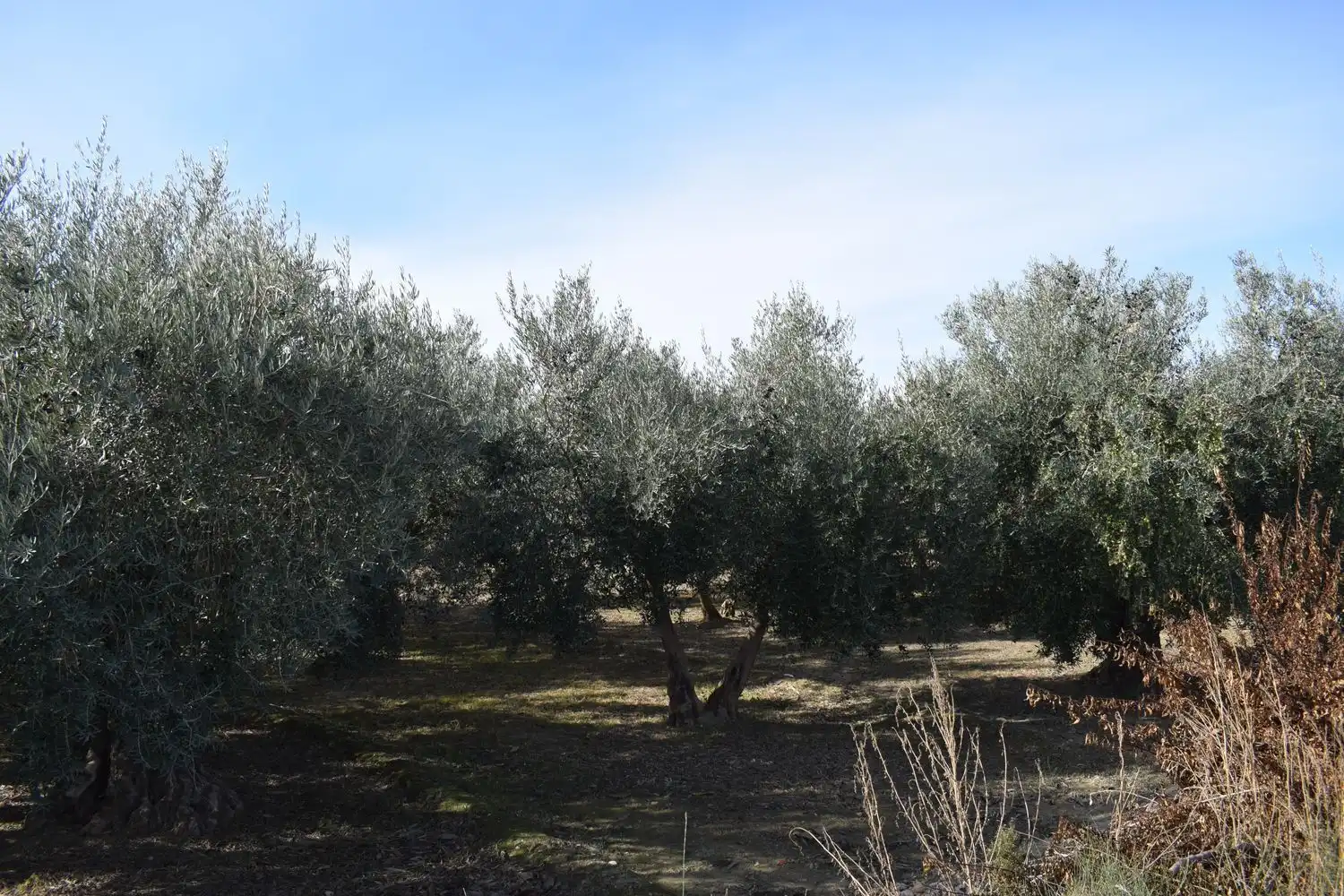 Terreno rustico in vendita a LOS MOLINOS, imagen 17