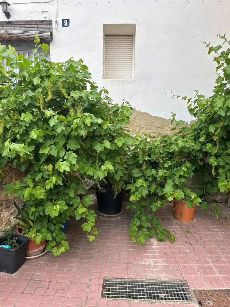 Jardí de Casa o xalet en venda en Sempere amb Aire condicionat, Jardí privat i Terrassa