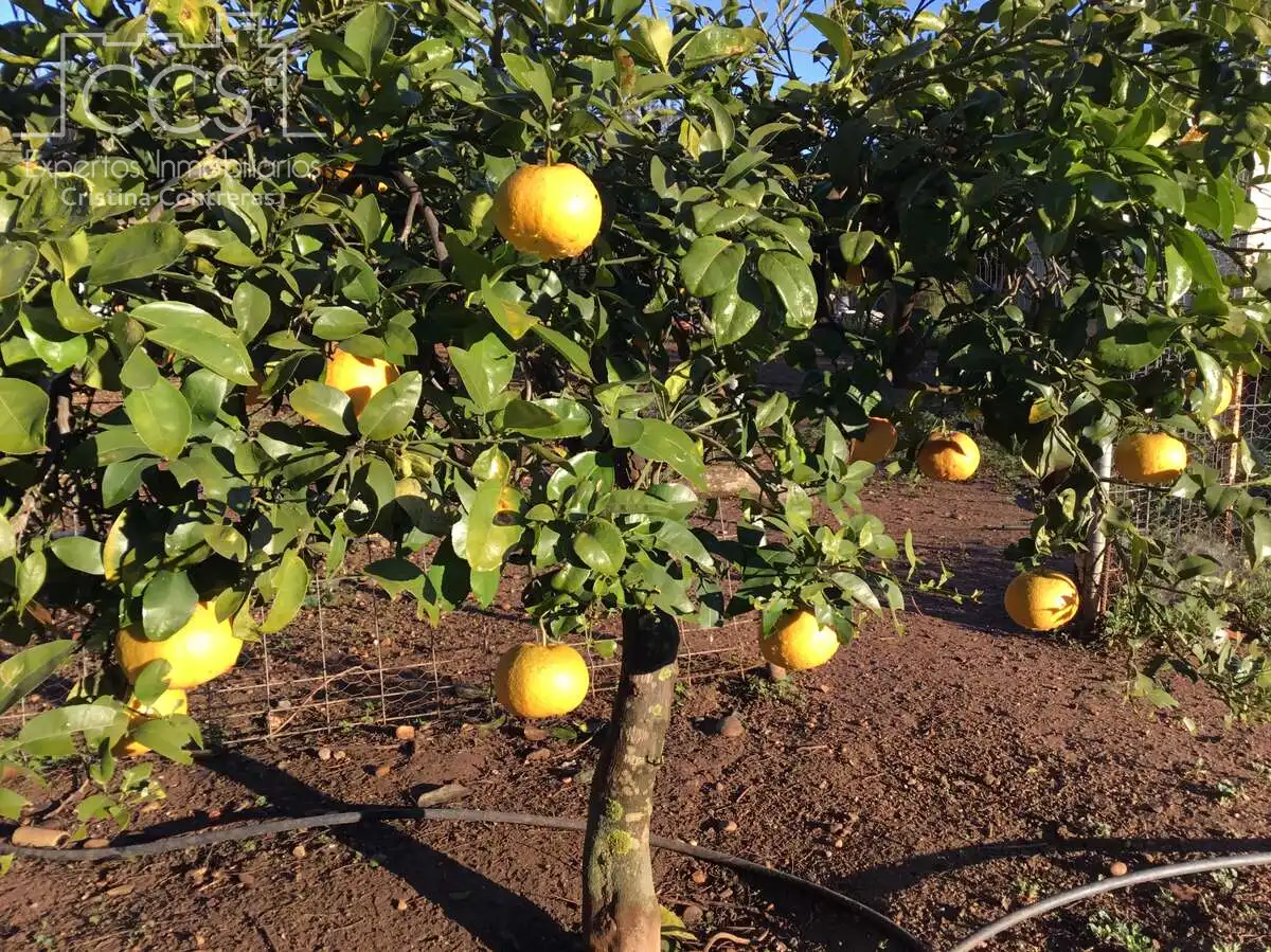 Jardí de Casa o xalet en venda en Sevilla amb Aire condicionat, Traster i Piscina