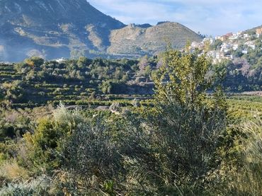 Terreny rústic en venda a L'Atzúbia