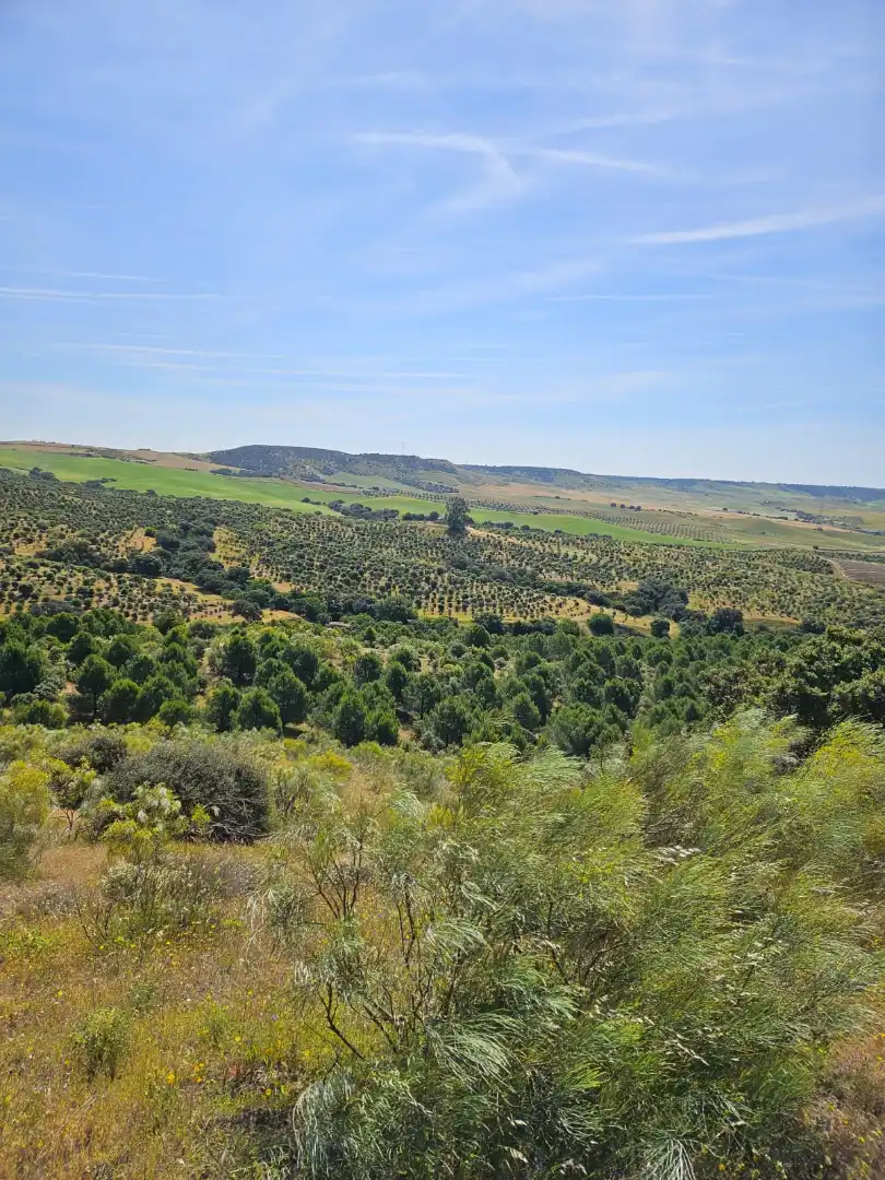 Terreno rustico in vendita a Las Herencias, imagen 3