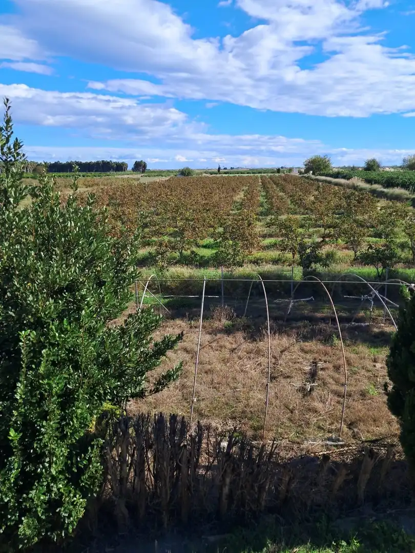 Finca rústica en venta en Sollana con Trastero y Piscina