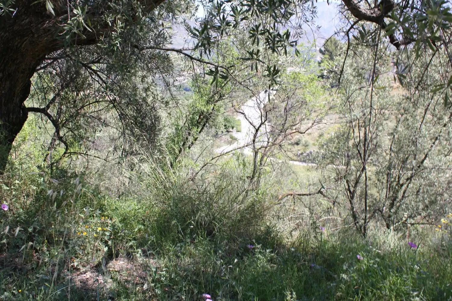 Terreni e lotti in vendita a andalucia, imagen 16