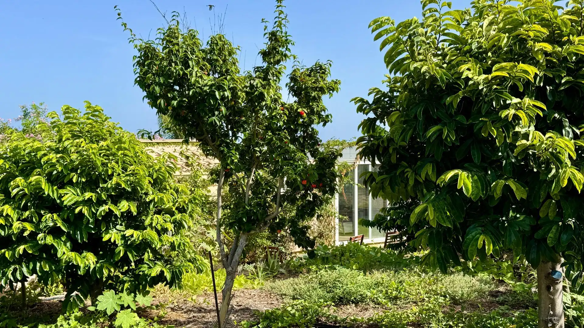 Jardín de Finca rústica en venta en Buenavista del Norte con Jardín privado