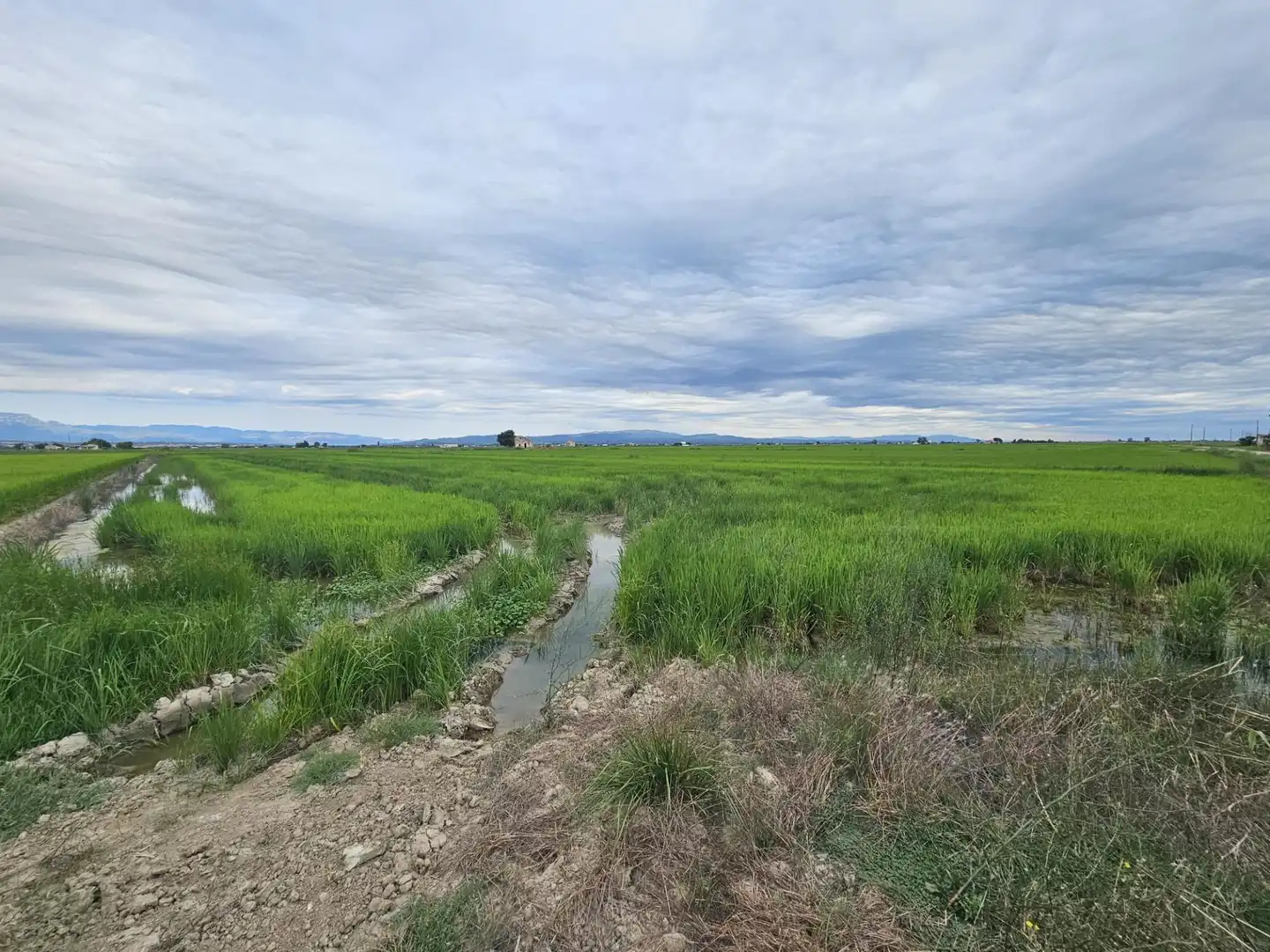 Terreno en venta en Amposta