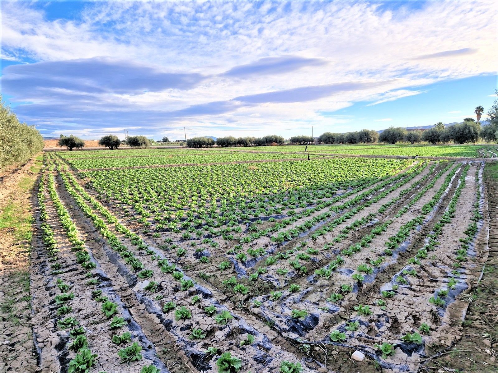 Vista exterior de Residencial en venta en Lorca