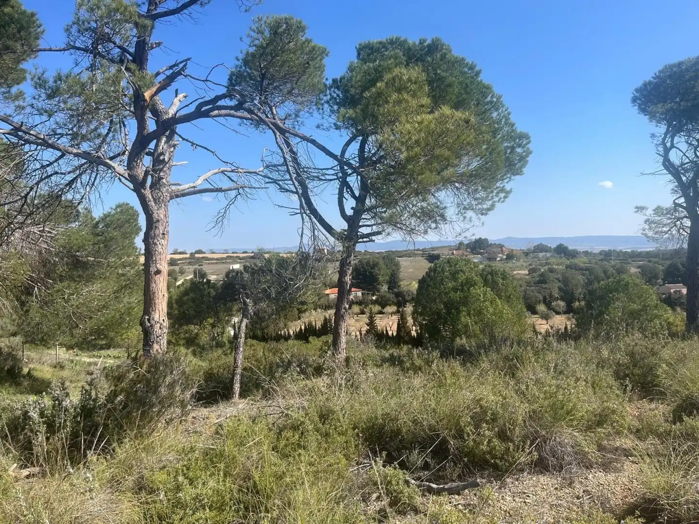 Terreni e lotti in vendita a Almansa, imagen 10