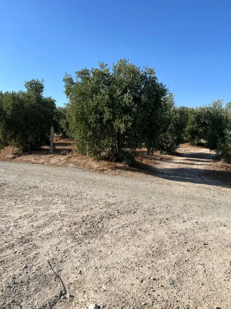 Terreny rústic en venda a Priego de Córdoba, imagen 5