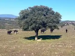 Rustikales Grundstück zum Verkauf in Monesterio, imagen 3