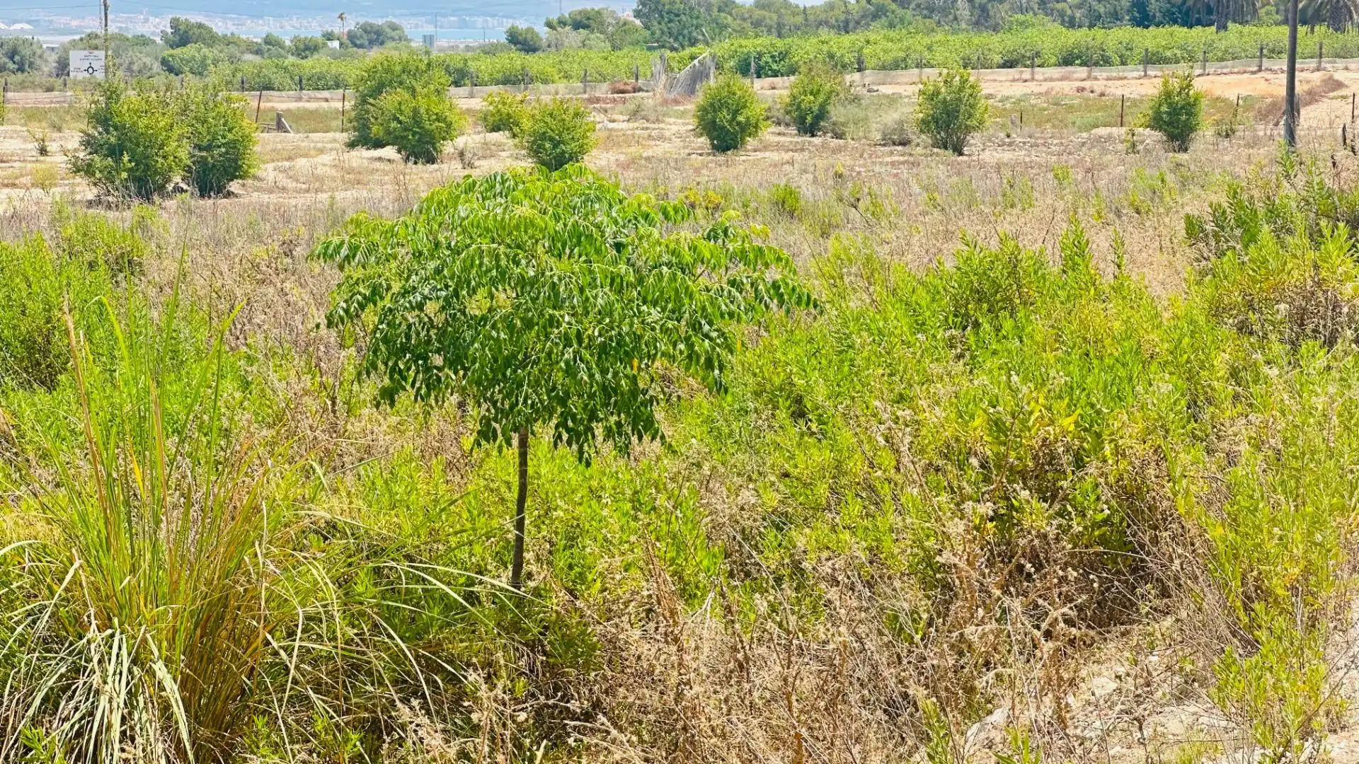 Terrain rustique à vendre à La Marina, imagen 12