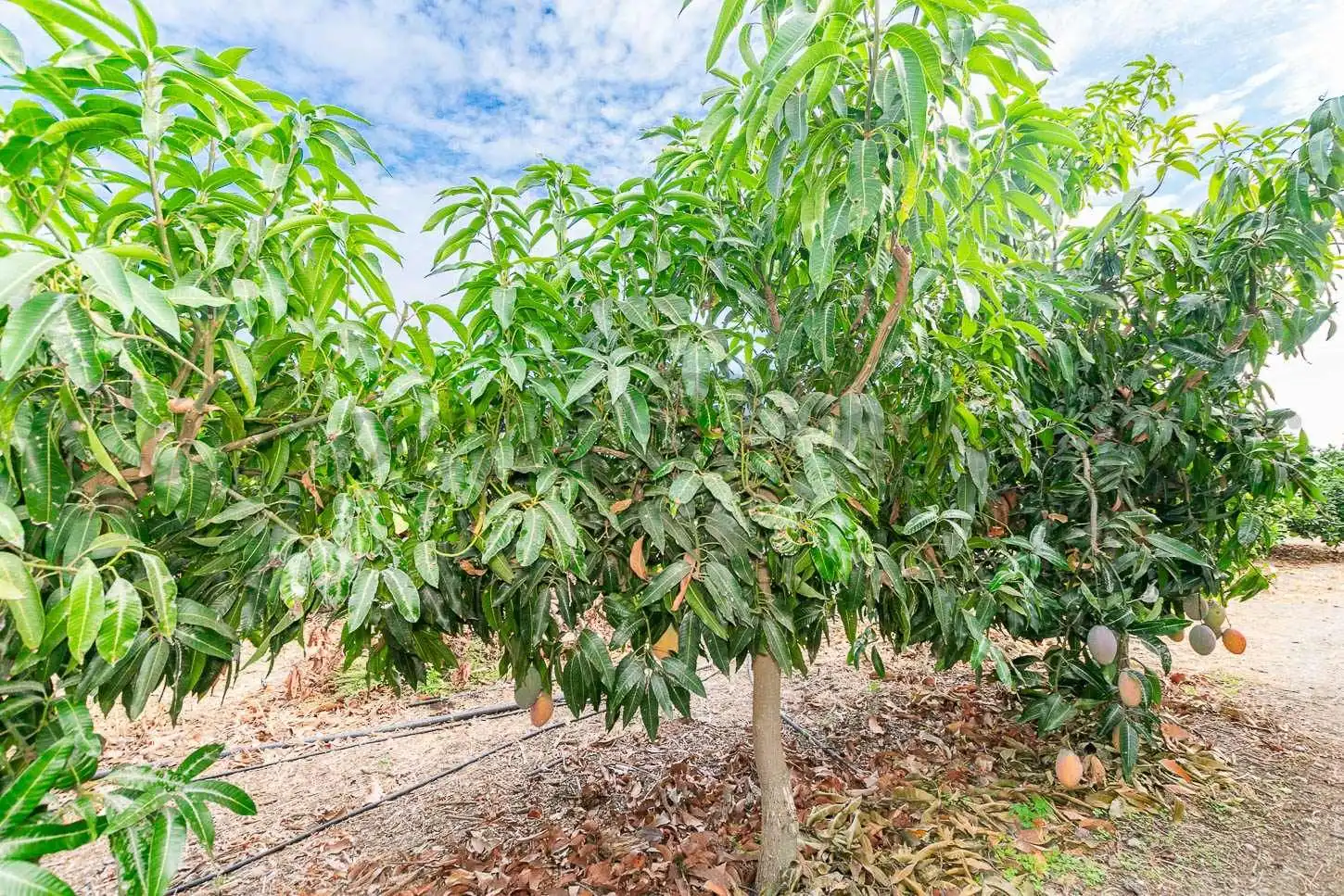 Casa amb jardí en venda a Algarrobo pueblo, imagen 16