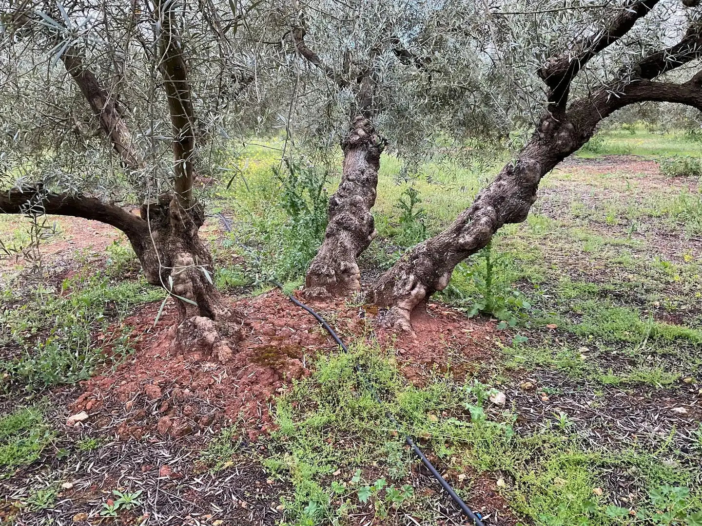 Rustikales Grundstück zum Verkauf in Fuente de Piedra, imagen 2
