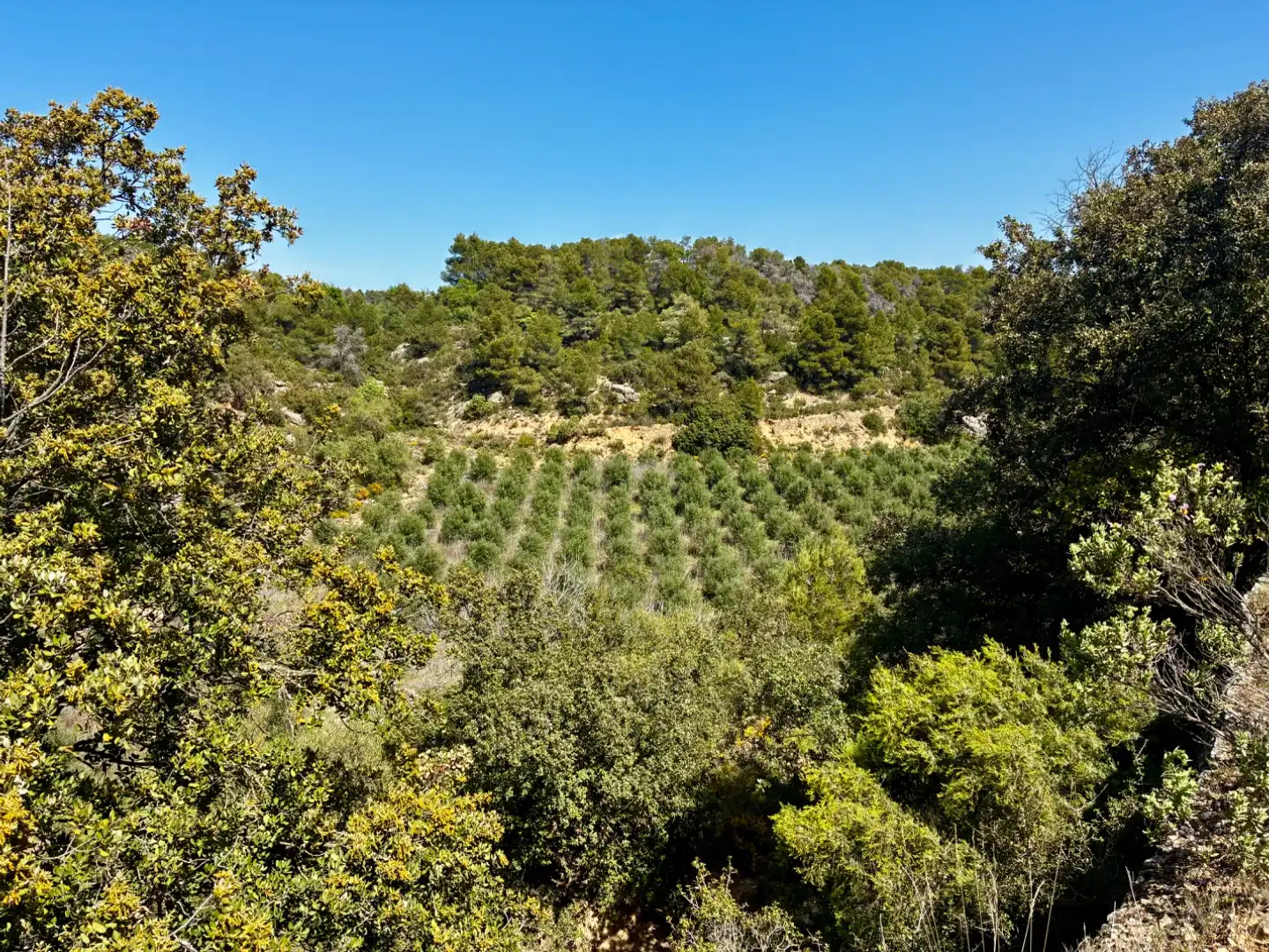 Terreno en venta en La Pobla de Cérvoles