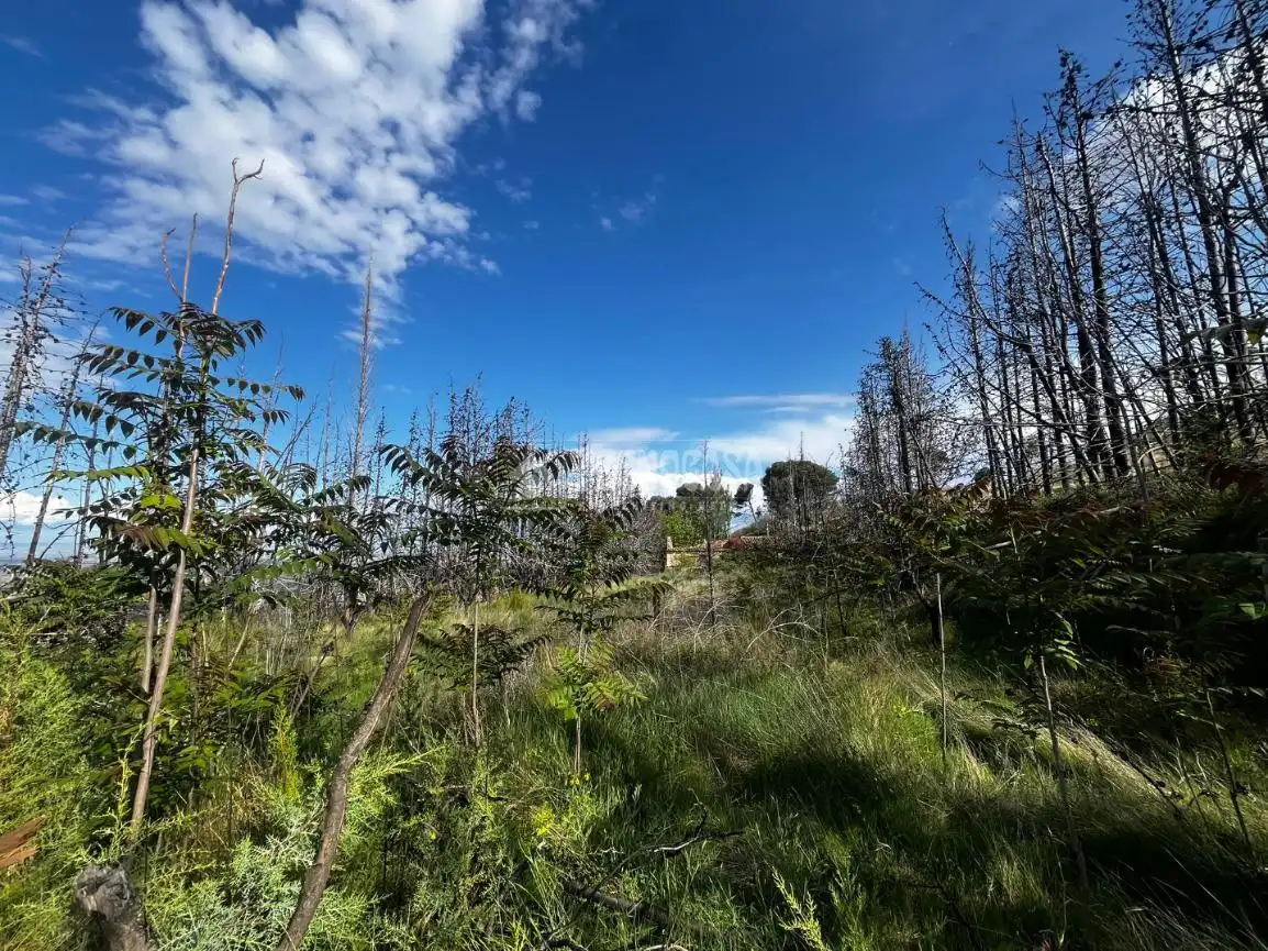 Land for sale in Borja